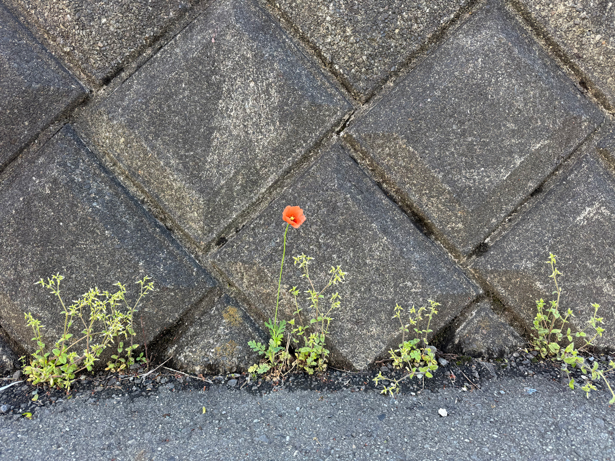 コンクリートの隙間から生えた植物が、赤い花を咲かせている
