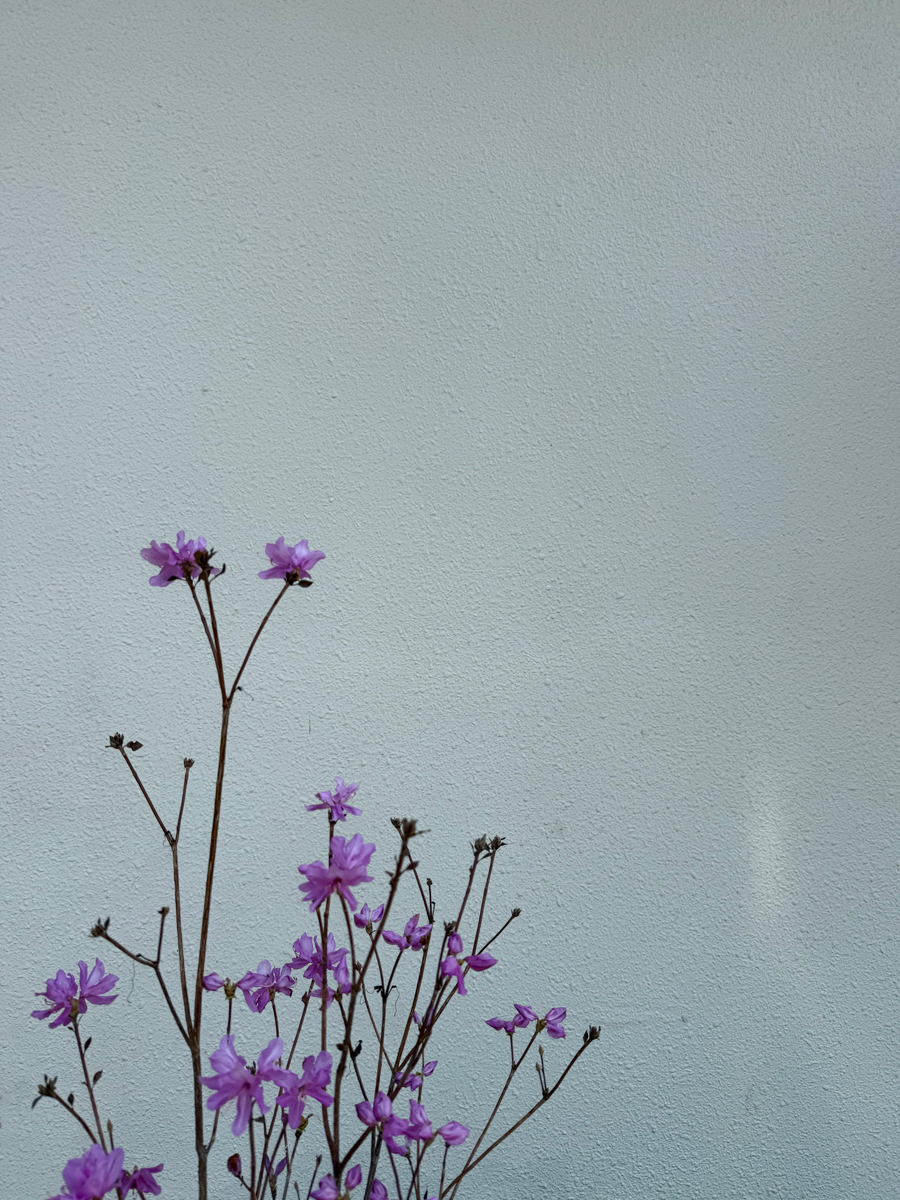 白いコンクリート壁の前に咲く紫色の花々