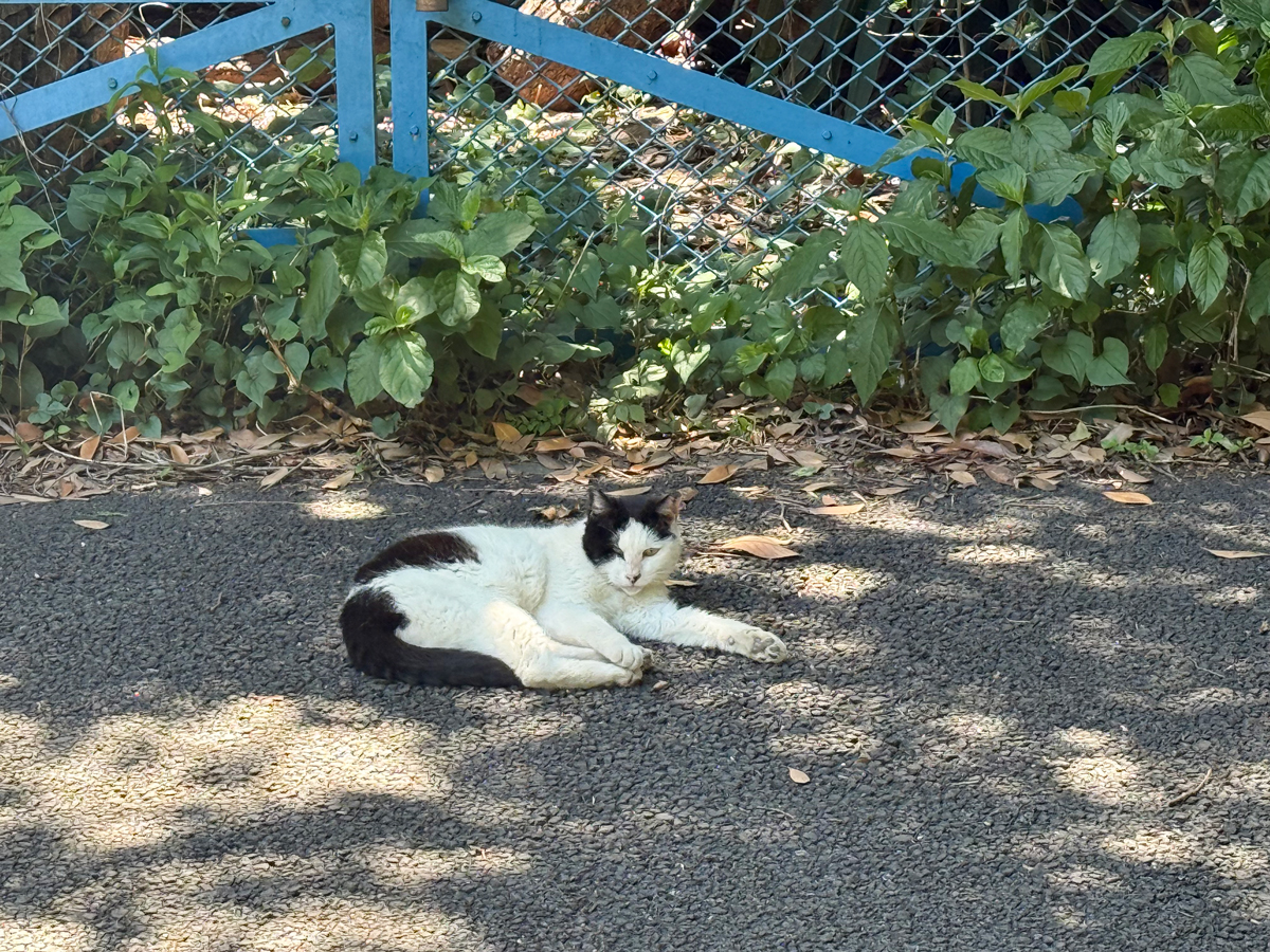 草むらの前の道端に寝そべる白と黒のブチ猫