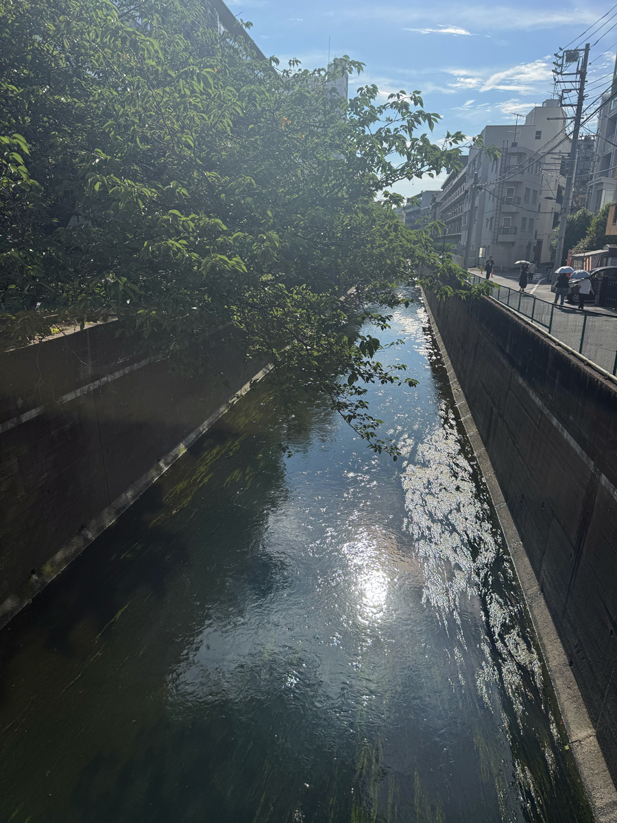 コンクリートで固められた小さな川。川端に茂る樹木の緑が川の上にせり出している。
