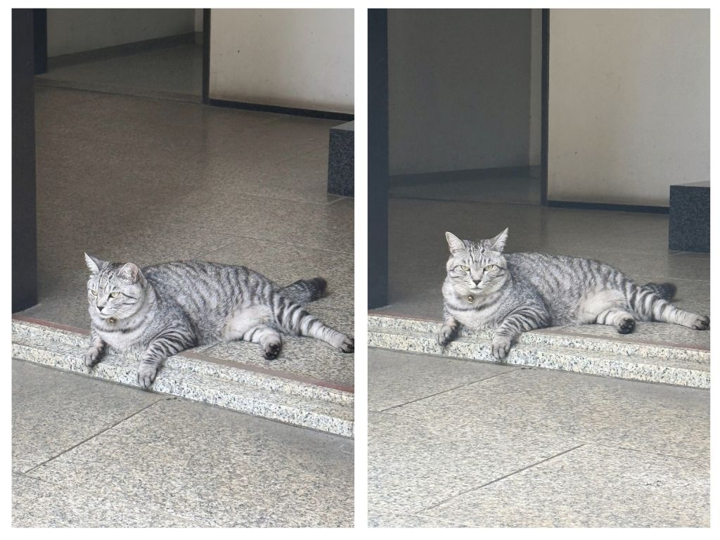 同じ１匹の猫がどこか遠くを見ている写真と、こちらをしっかり見ている写真が２枚並んでいる。