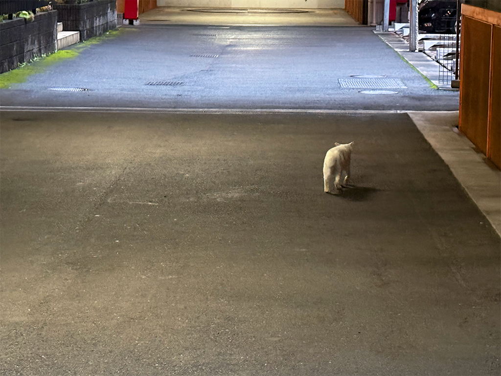 建物と建物の間の路地で、背を向けて歩く白猫の写真